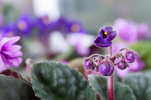 Saintpaulia Purple Flower Blossoming, Close-up