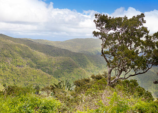 istock tree on a mountain slope, Mauritius  island, Africa. 519365484
