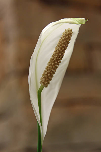 스파티필럼 - peace lily lily stamen single flower 뉴스 사진 이미지