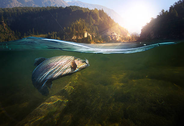 underwater fishing Fishing. Close-up shut of a fish hook under water trout stock pictures, royalty-free photos & images
