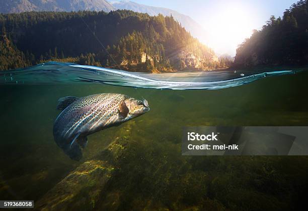 Underwater Fishing Stock Photo - Download Image Now - Fishing, Fish, Salmon - Animal