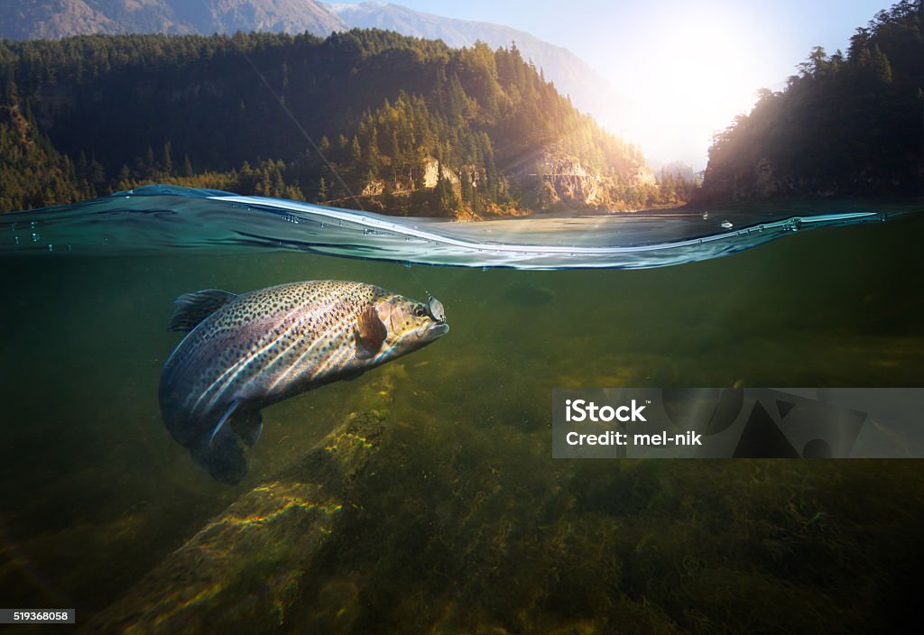 Pesca submarina - Foto de stock de Pescaria royalty-free