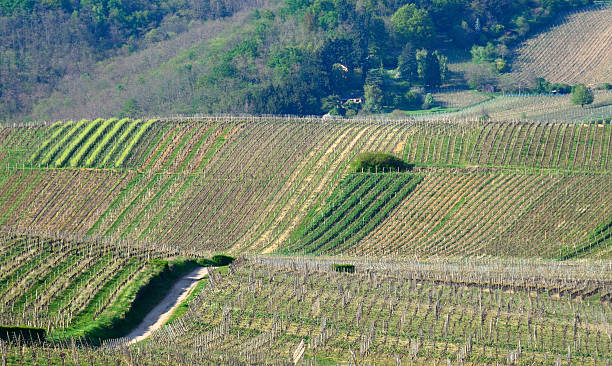 istock Vineyards in Hunawihr, Alsace 519368624