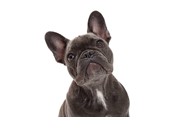 istock French Bulldog Closeup 519381659