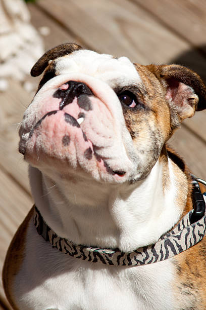 istock English Bulldog 519381881