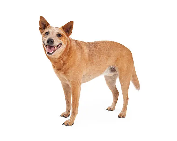 A friendly Australian Cattle Dog which is also known as a Red Heeler standing with happy expression and open mouth