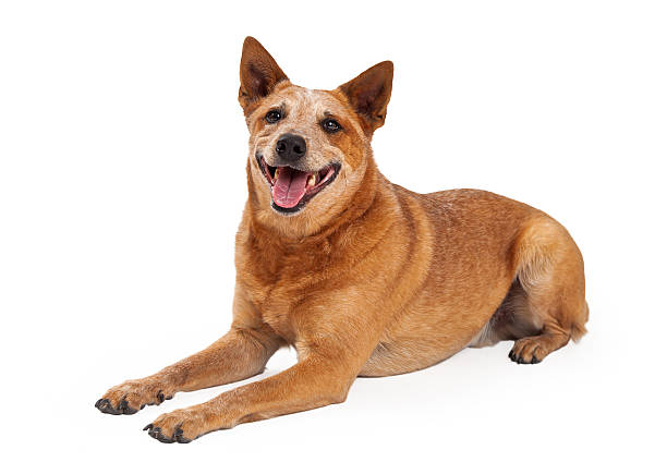 rouge chien heureux heeler main - cattle dog photos et images de collection