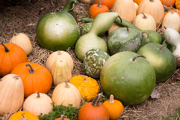 pumpkins e bushel gourds - bushel foto e immagini stock