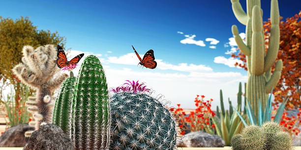 cactuses stock photo