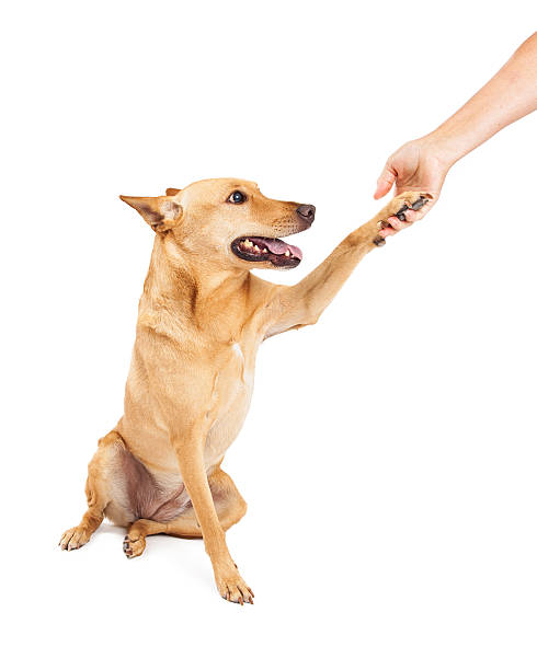 istock Carolina Dog Paw Shake 519382557
