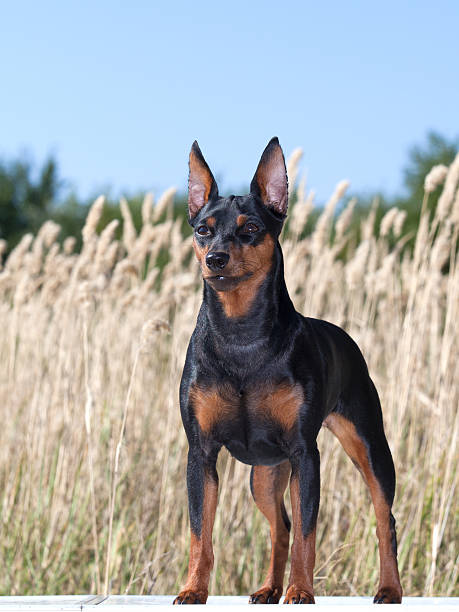 istock purebred Miniature Pinscher Dog 519383045