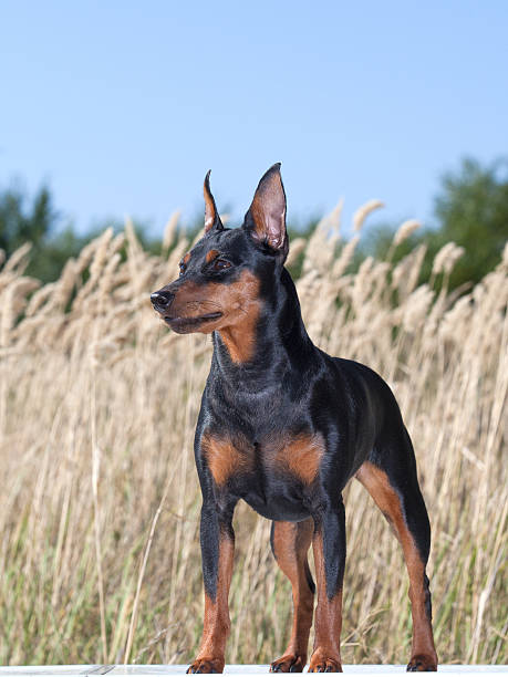 istock purebred Miniature Pinscher Dog 519383059