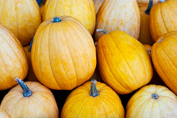 istock Heap of Yellow Squashes 519383221