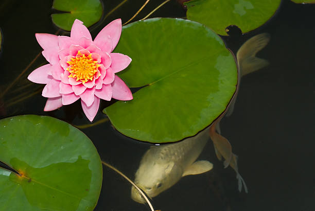 istock Koi hidding under water lilly. 519383243