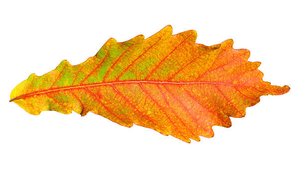 istock Close-up of  autumn oak leaf on white 519383317