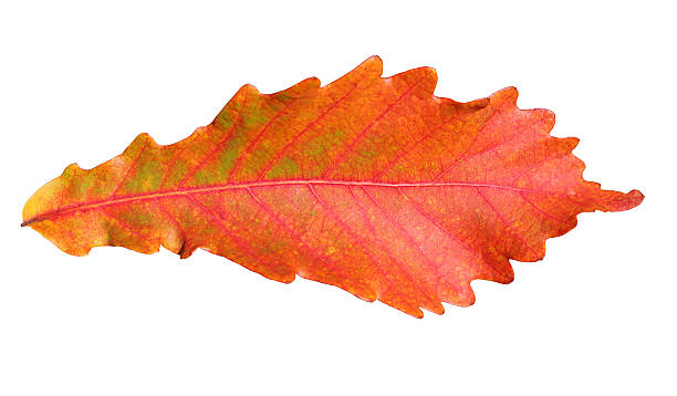 istock Close-up of  autumn oak leaf on white 519383921