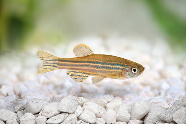 Zebrafish Zebra Barb Danio rerio freshwater aquarium fish Zebrafish Zebra Barb Danio rerio freshwater aquarium fish barbel stock pictures, royalty-free photos & images