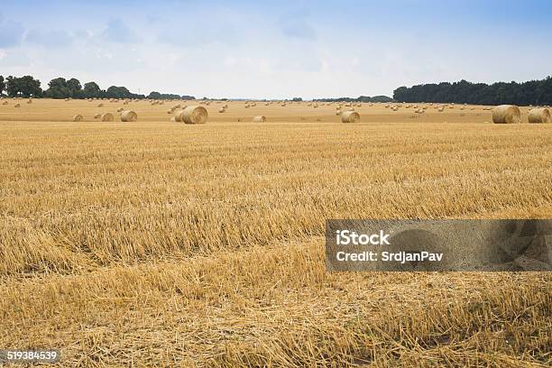 Straw Bales Stock Photo - Download Image Now - Agricultural Field, Agriculture, Bale