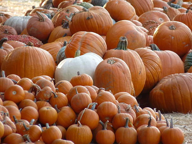istock Pumpkins Pumpkins Pumpkins White Orange and Green 519384723