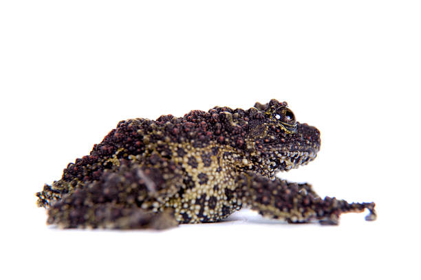 istock Vietnamese Mossy Frog isolated on white 519385819