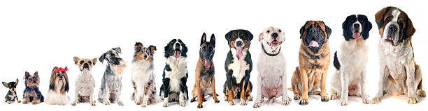 group of dogs group of dogs  in front of white background newfoundland dog stock pictures, royalty-free photos & images