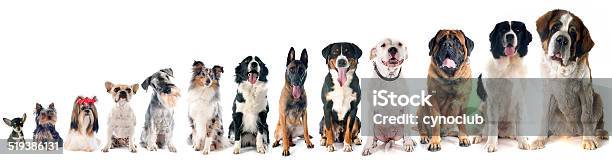 Group Of Dogs Stock Photo - Download Image Now - Dog, Large, White Background