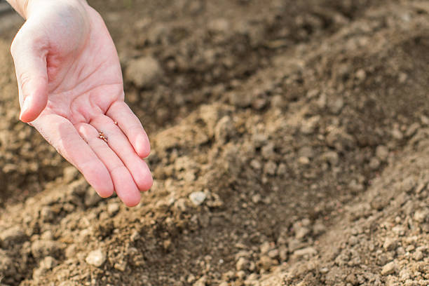 istock Seeds in Hand Sowing to Vegetable-Beds 519387136
