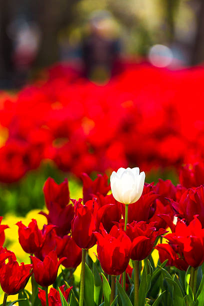 istock Single white tulip in field of red 519387790