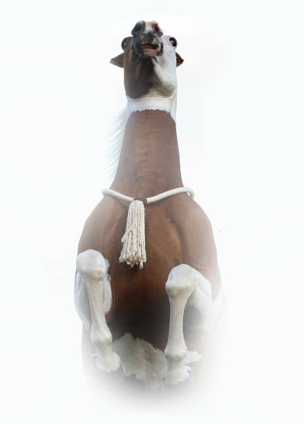 istock paint horse running and prancing in white background 519387893