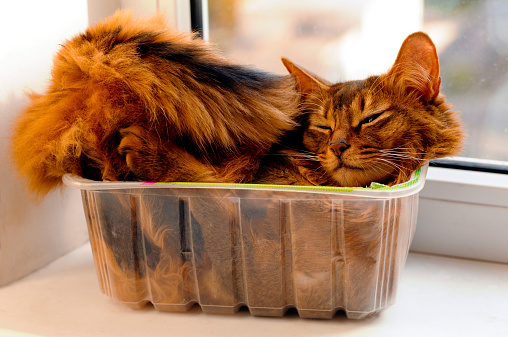 Somali cat lie inside transperent plastic box