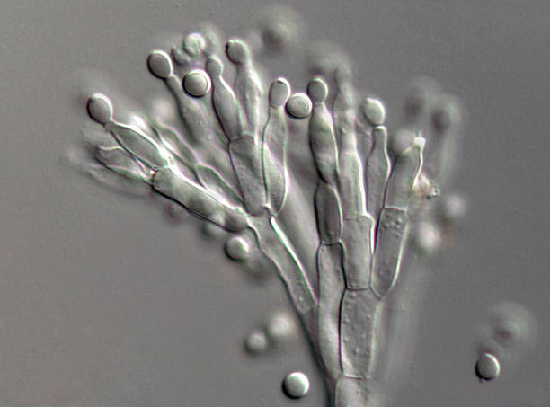 grande ampliação fotografia do próprio penicillium fungo - penicillin - fotografias e filmes do acervo