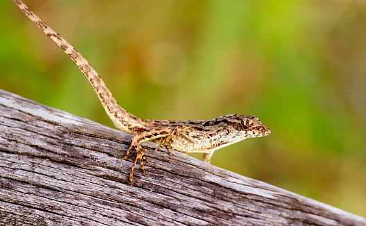 A brown anole lizard on a log closeup
