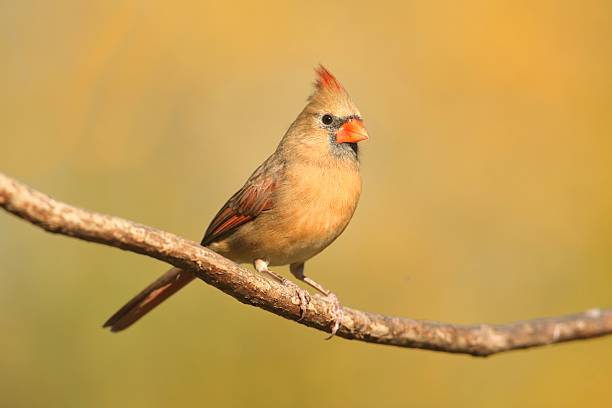 istock Female Cardinal On A Branch 519388189