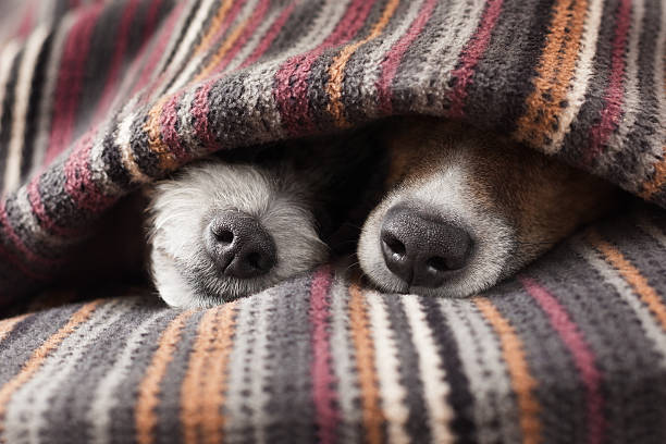 coppia di cani - dormire troppo foto e immagini stock