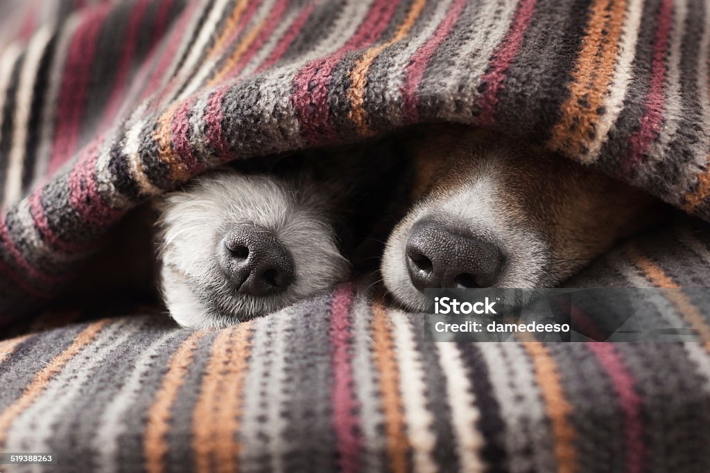 couple of dogs couple of dogs in love sleeping together under the blanket in bed Winter Stock Photo