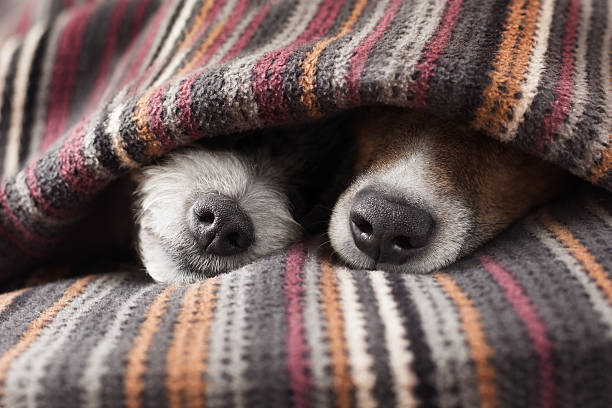 couple of dogs couple of dogs in love sleeping together under the blanket in bed oversleeping stock pictures, royalty-free photos & images