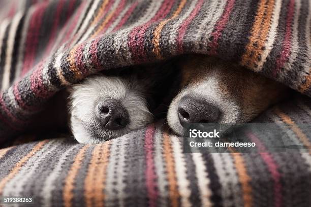 Couple Of Dogs Stock Photo - Download Image Now - Winter, Dog, Couple - Relationship