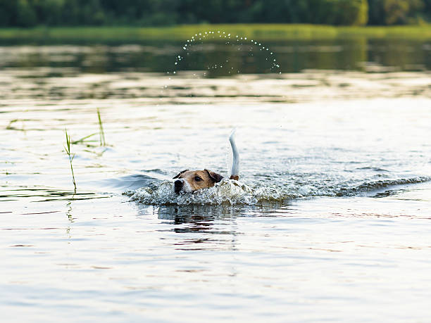 istock Dog swimming and making funny splashes by tail 519388750