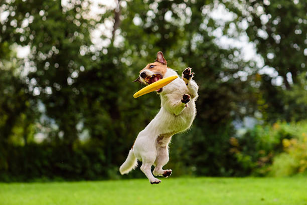 beau saut par jack russell terrier chien regardant disque volant - attraper photos et images de collection