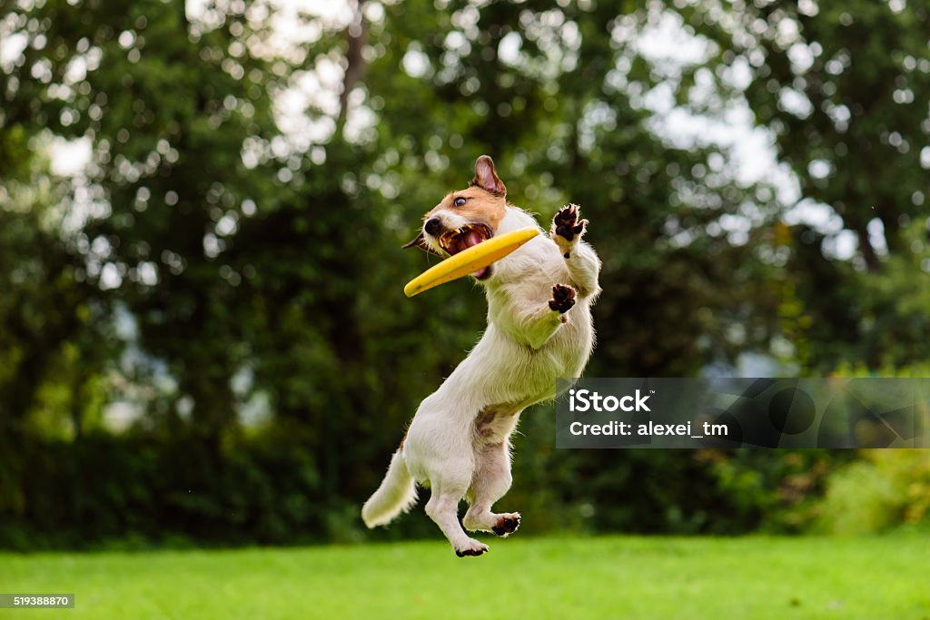 Nice jump by Jack Russell Terrier dog catching flying disk Active dog playing on a lawn Dog Stock Photo