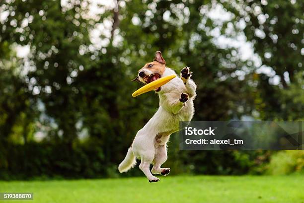 Nice Jump By Jack Russell Terrier Dog Catching Flying Disk Stock Photo - Download Image Now