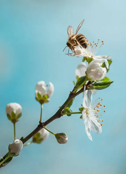 Apple branch blossom with bee on blue sky