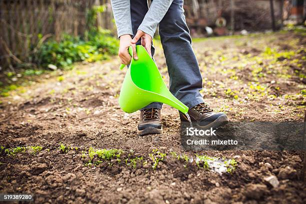 Watering In Garden Stock Photo - Download Image Now - Active Lifestyle, Agricultural Field, Agriculture