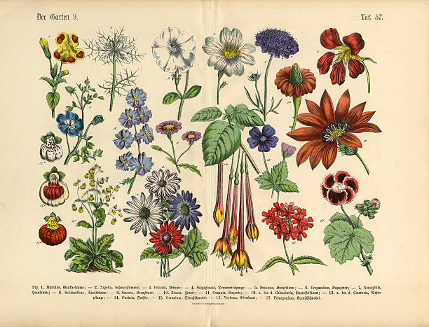 Flowers of the Garden, Victorian Botanical Illustration Very Rare, Beautifully Illustrated Antique Engraved Victorian Botanical Illustration of Flowers of the Garden: Plate 57, from The Book of Practical Botany in Word and Image (Lehrbuch der praktischen Pflanzenkunde in Wort und Bild), Published in 1886. Copyright has expired on this artwork. Digitally restored calceolaria stock illustrations