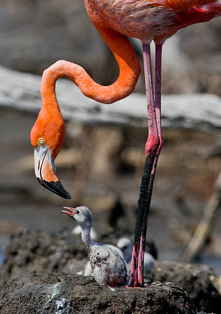 istock Caribbean flamingo on a nest with chicks 519390122