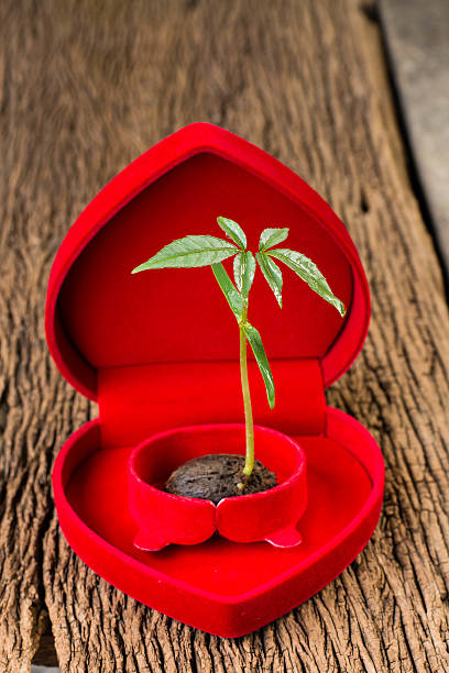 The plants grow from seeds placed on the heart to tell the love tree and the world