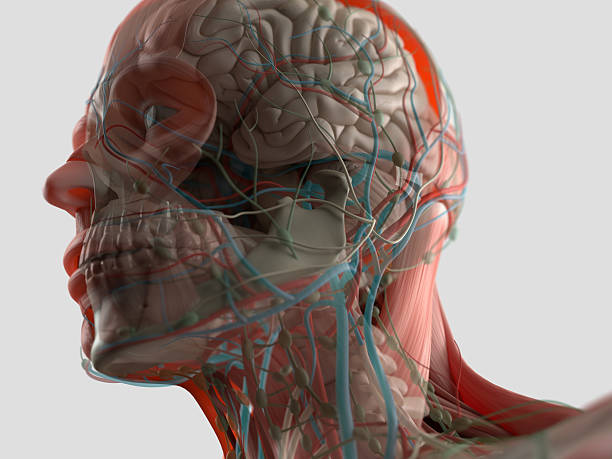 Anatomy head muscles and brain. 3D illustration. stock photo