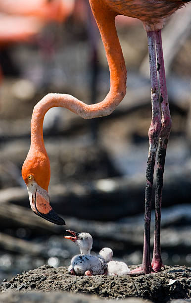 istock Caribbean flamingo on a nest with chicks 519392702