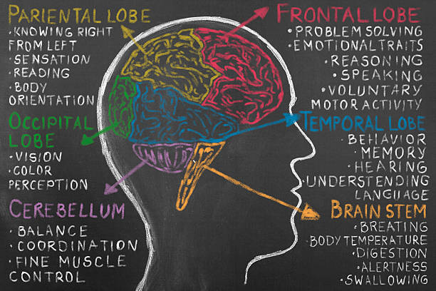 cerveau humain lobe sur le tableau noir. - tronc cérébral photos et images de collection