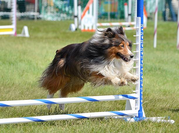 istock Shetland Sheepdog (Sheltie) at Dog Agility Trial 519393238